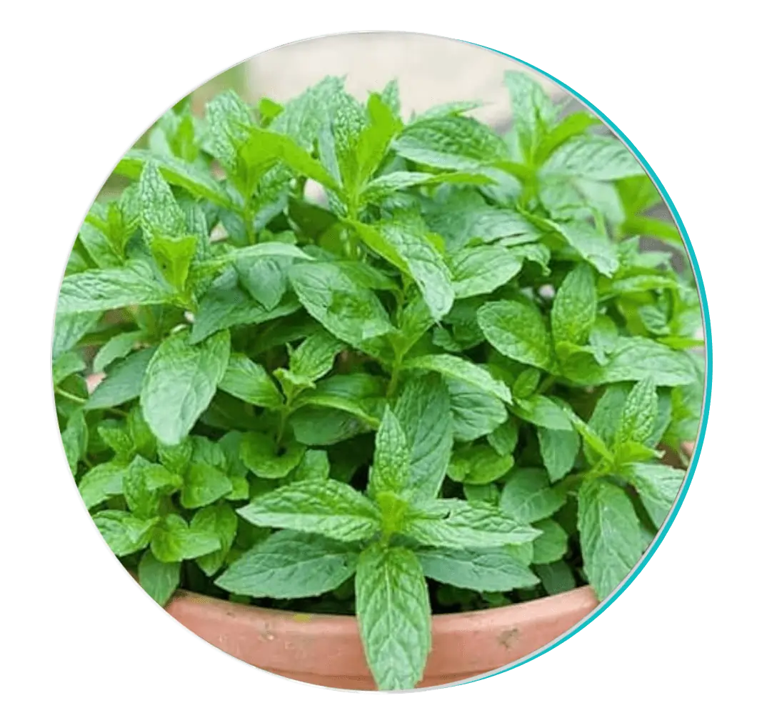 Peppermint Ingredient