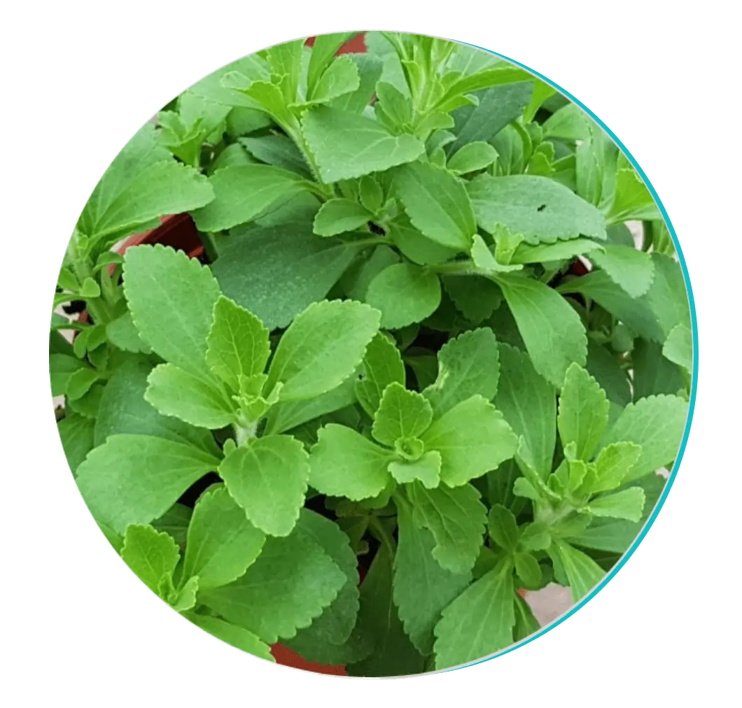Stevia Extract Ingredient